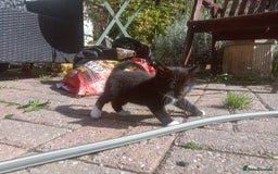 Mixed Breed cats for sale: 4 sweet happy tuxedo kittens - Image 19