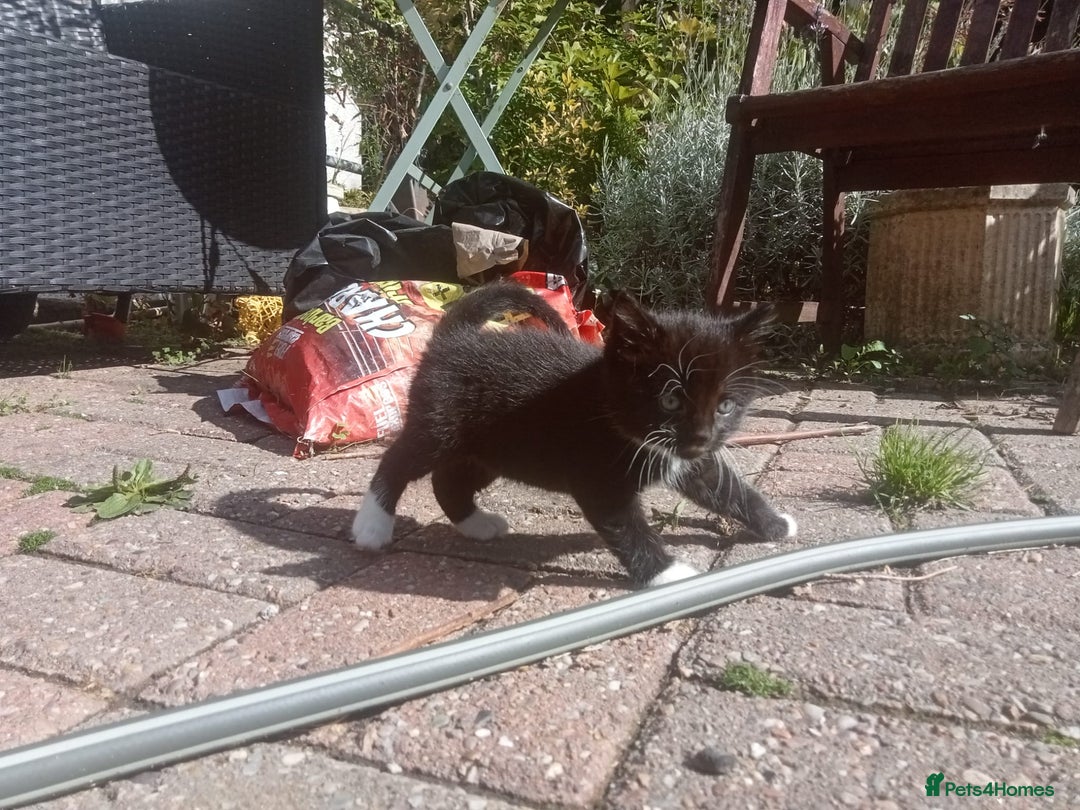 Mixed Breed cats for sale: 4 sweet happy tuxedo kittens - Image 19