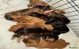 Cocker Spaniel dogs for sale: Show cocker spaniels  - Image 30