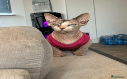 Sphynx cats for sale: Sphynx bully cat - Image 1
