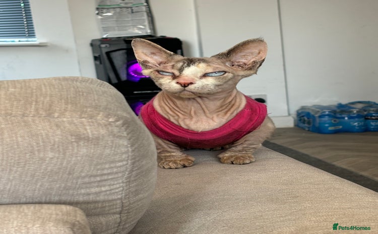 Sphynx cats - Advert 11