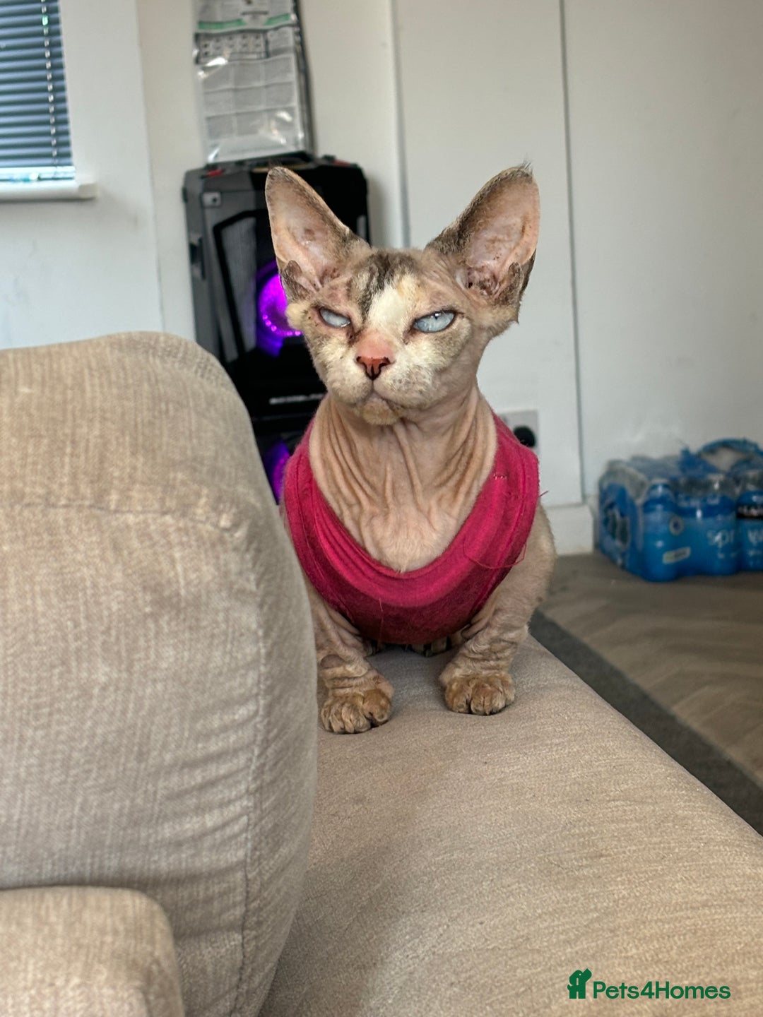 Sphynx cats for sale: Sphynx bully cat - Image 1