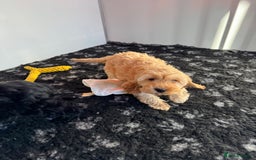 Cockapoo dogs for sale: Cockapoo Puppies (Licensed Breeder)  - Advert 1