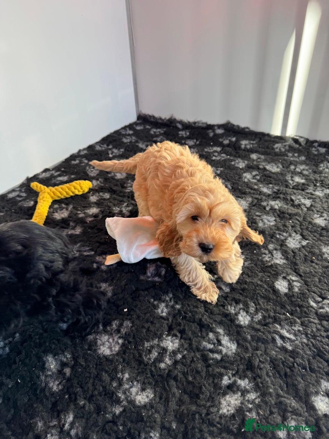 Cockapoo dogs for sale: Cockapoo Puppies (Licensed Breeder)  - Advert 1