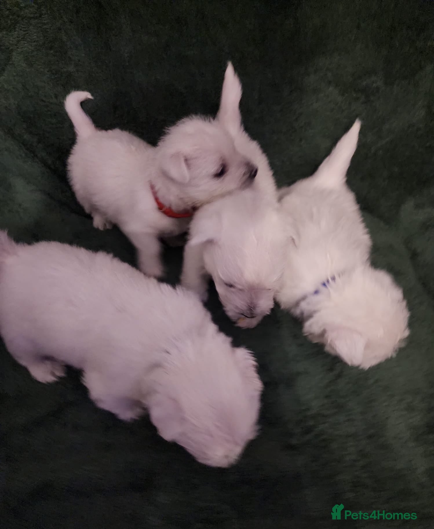 West Highland Terrier dogs Beautiful west highland terrier puppies 🐶  - Advert 1