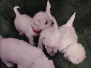 West Highland Terrier dogs Beautiful west highland terrier puppies 🐶 - Advert 3