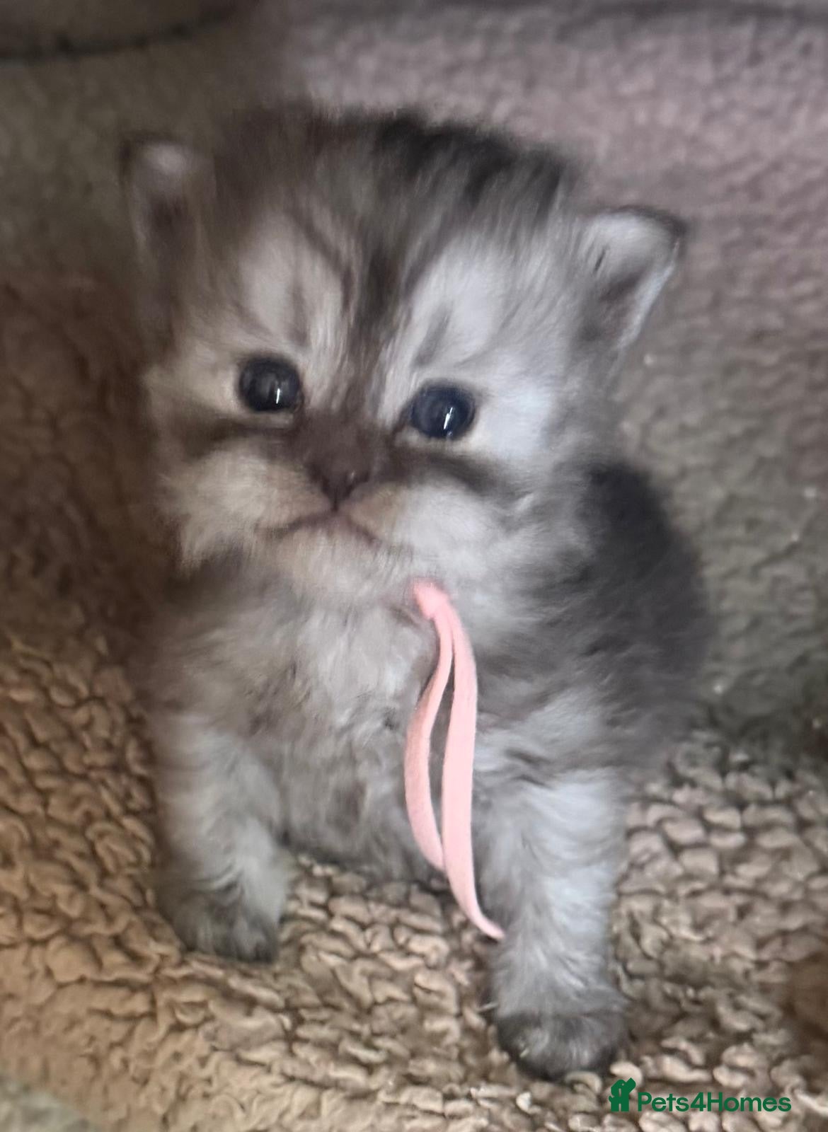 Persian cats Beautiful Persian babies - Advert 1
