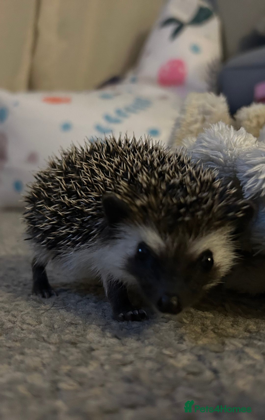 Pygmy Hedgehog rodents for sale: African pygmy hedgehog - Advert 1