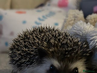 Pygmy Hedgehog rodents African pygmy hedgehog - Advert 2