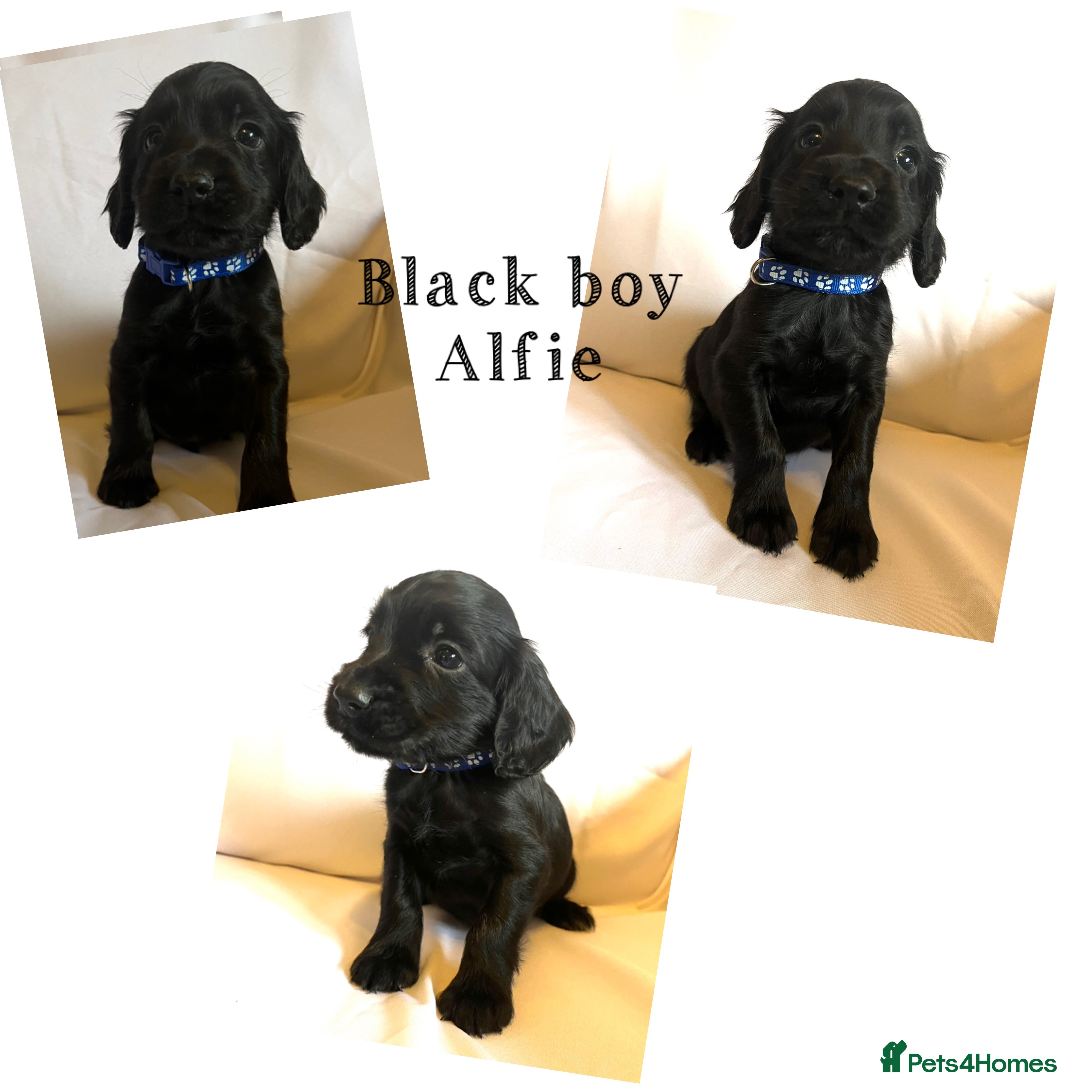 Cocker Spaniel dogs Cocker spaniel puppies - Advert 2