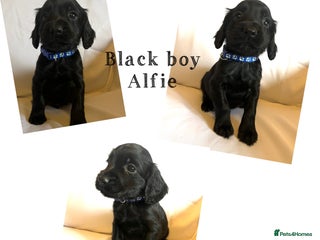 Cocker Spaniel dogs Cocker spaniel puppies - Advert 2