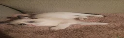 Mixed Breed cats for sale: 4 lovely Ragdoll mixed kittens in Hemel Hempstead - Advert 5