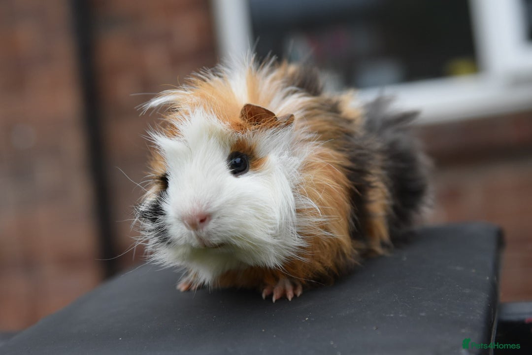 Guinea Pig rodents for sale: 9 Month Old Male Guinea Pigs Looking For Homes in Wigan - Image 7