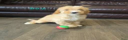 Cavapoo dogs for sale: 5 Adorable F1B Cavapoo puppies for sale 🐾🩷  - Advert 8