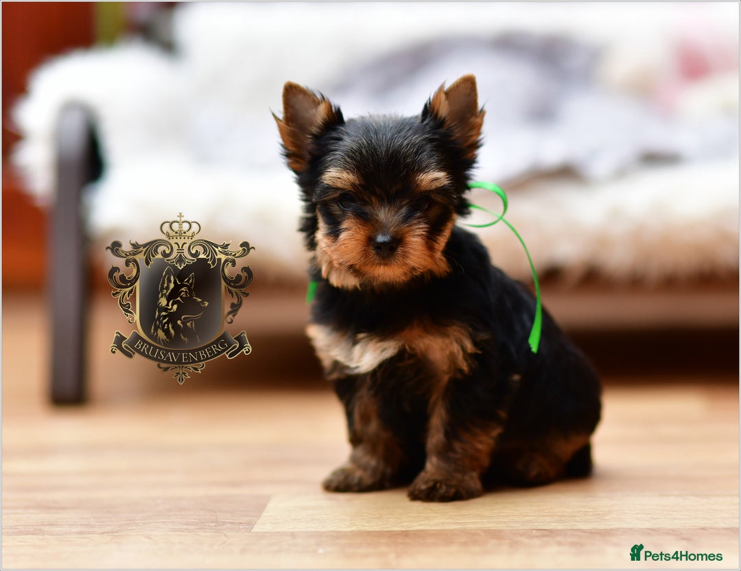 Yorkshire Terrier dogs for sale: BABY FACE DNA TESTED KC REG MINIATURE YORKIES - Image 14