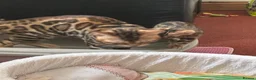 Bengal cats for sale: Baby pure bengal male  - Advert 7