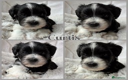 Miniature Schnauzer dogs for sale: MAC/BVA CLEAR - ONE MEGACOATED BLACK GIRL  - Image 22