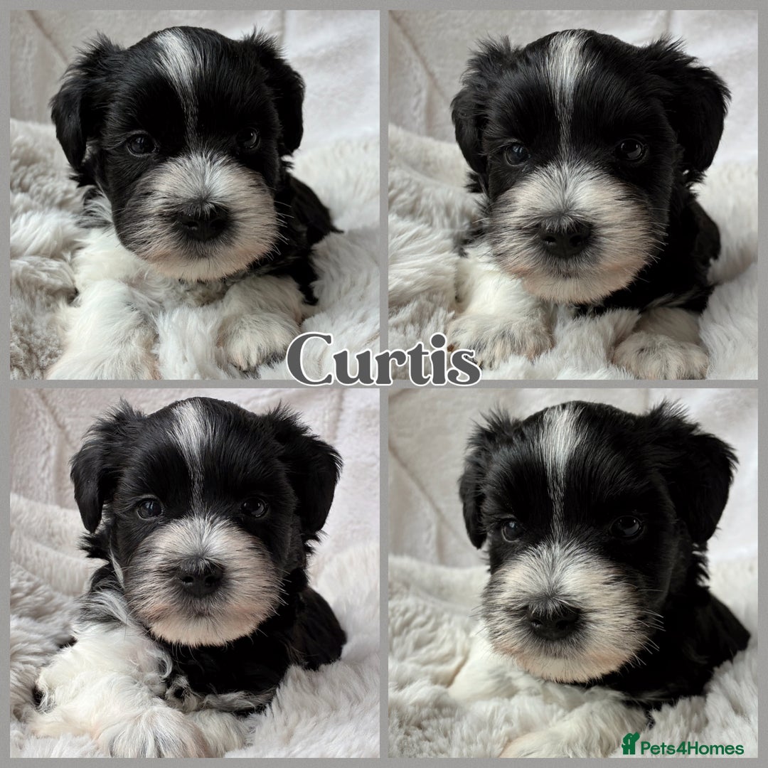 Miniature Schnauzer dogs for sale: MAC/BVA CLEAR - ONE MEGACOATED BLACK GIRL  - Image 22
