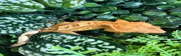 Gecko reptiles for sale: Crested Gecko - Advert 2