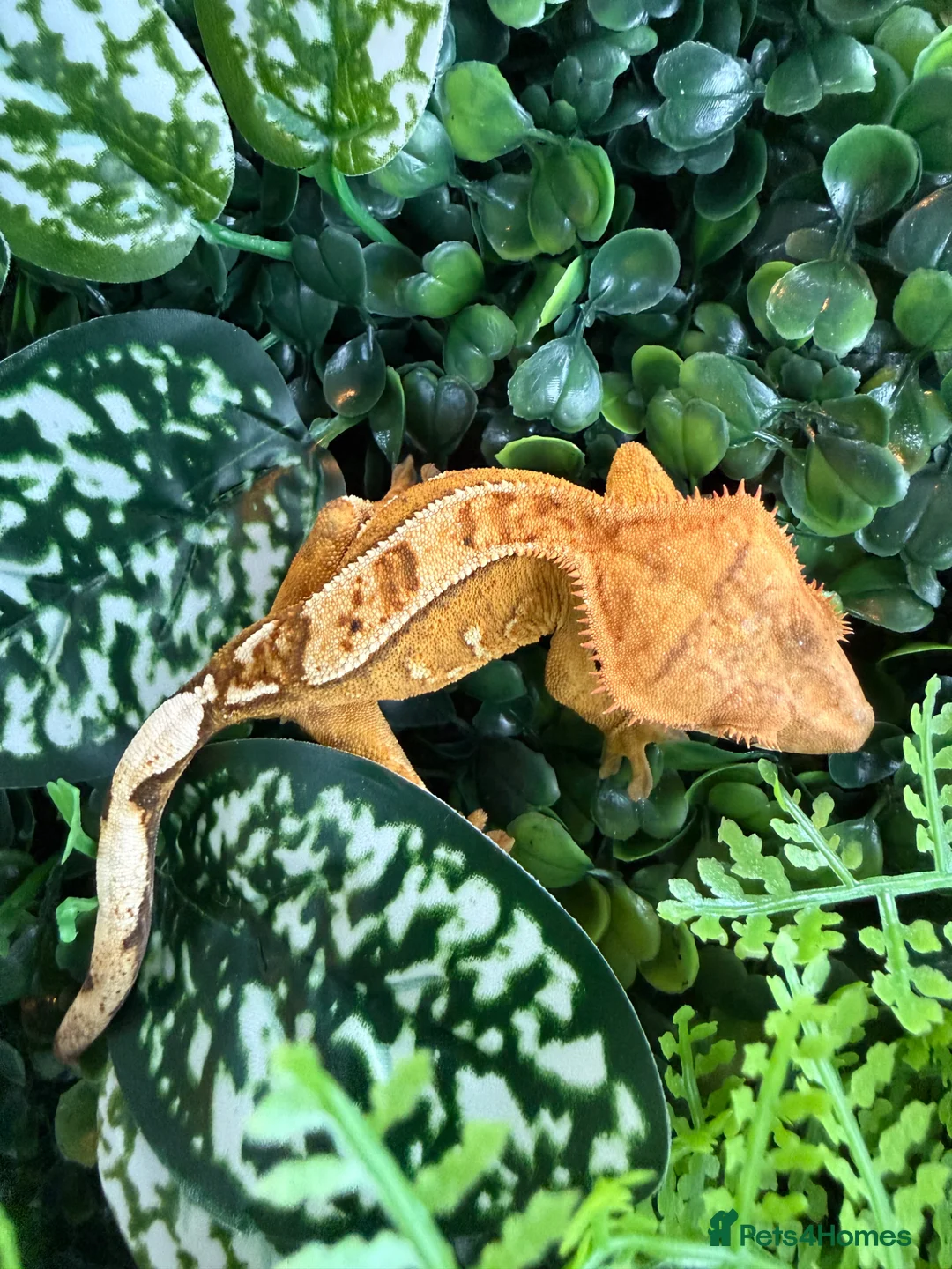 Gecko reptiles for sale: Crested Gecko - Advert 2