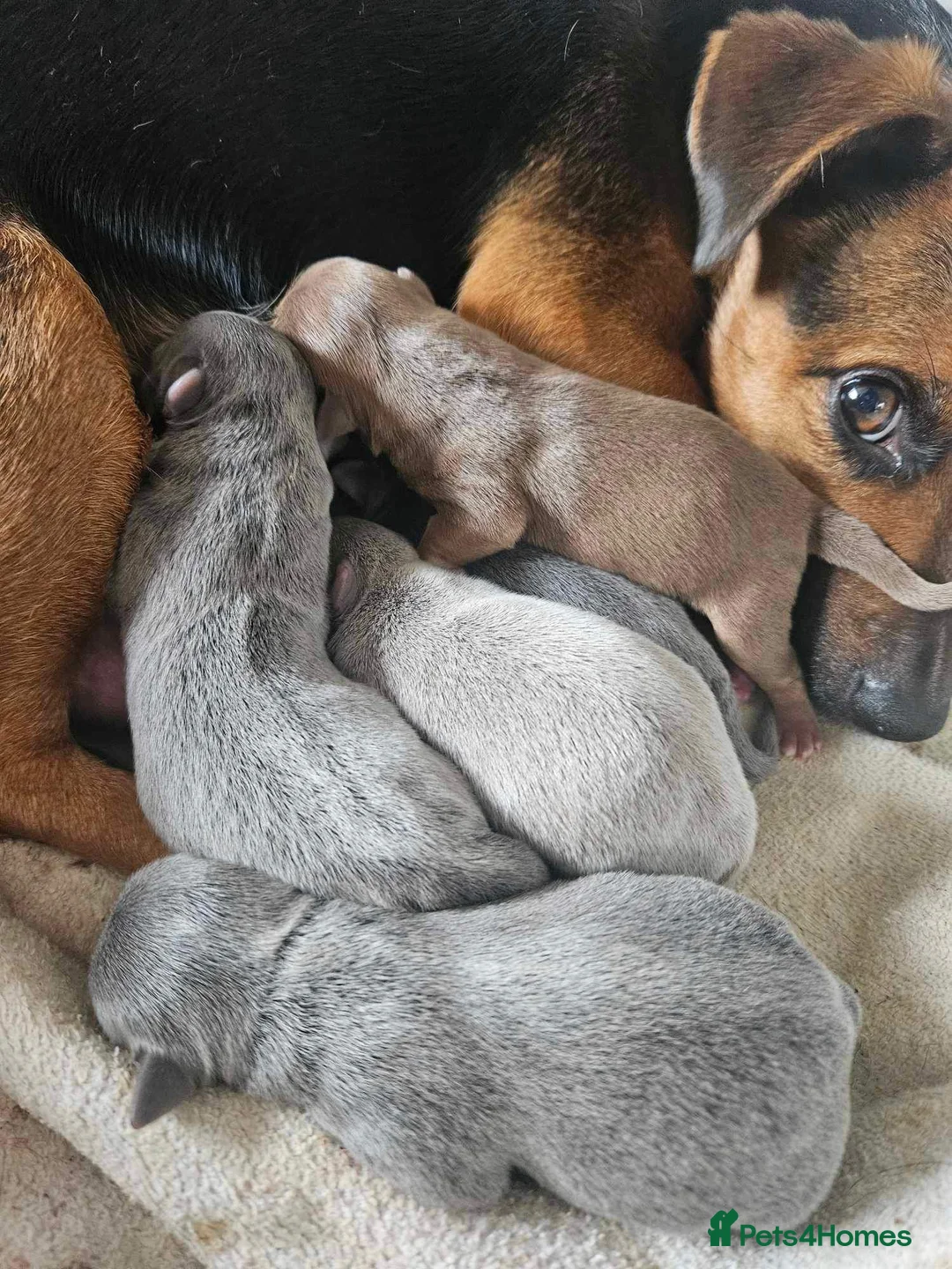 Jack Russell dogs for stud: DONJACKS RANGER - imported lilac & tan stud dog in Doncaster - Advert 16