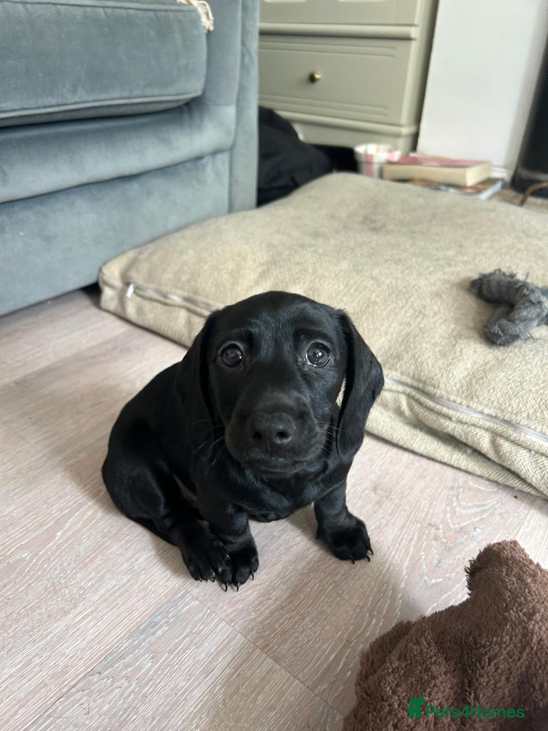 Miniature Dachshund dogs for sale: 3X Male Miniature Dachshunds- READY TO GO - Image 31