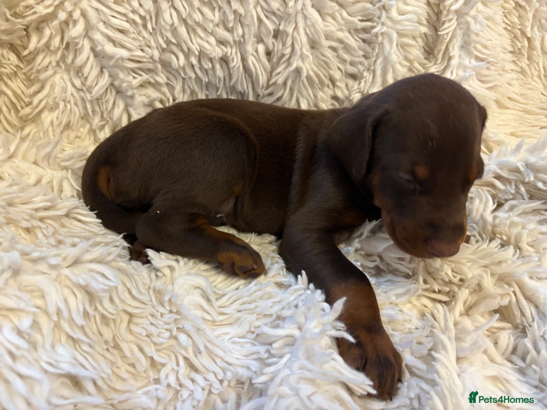 Dobermann dogs for sale: 12 stunning Doberman puppies - Image 13