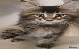 Maine Coon cats for sale: pure maine coon kittens - Image 5