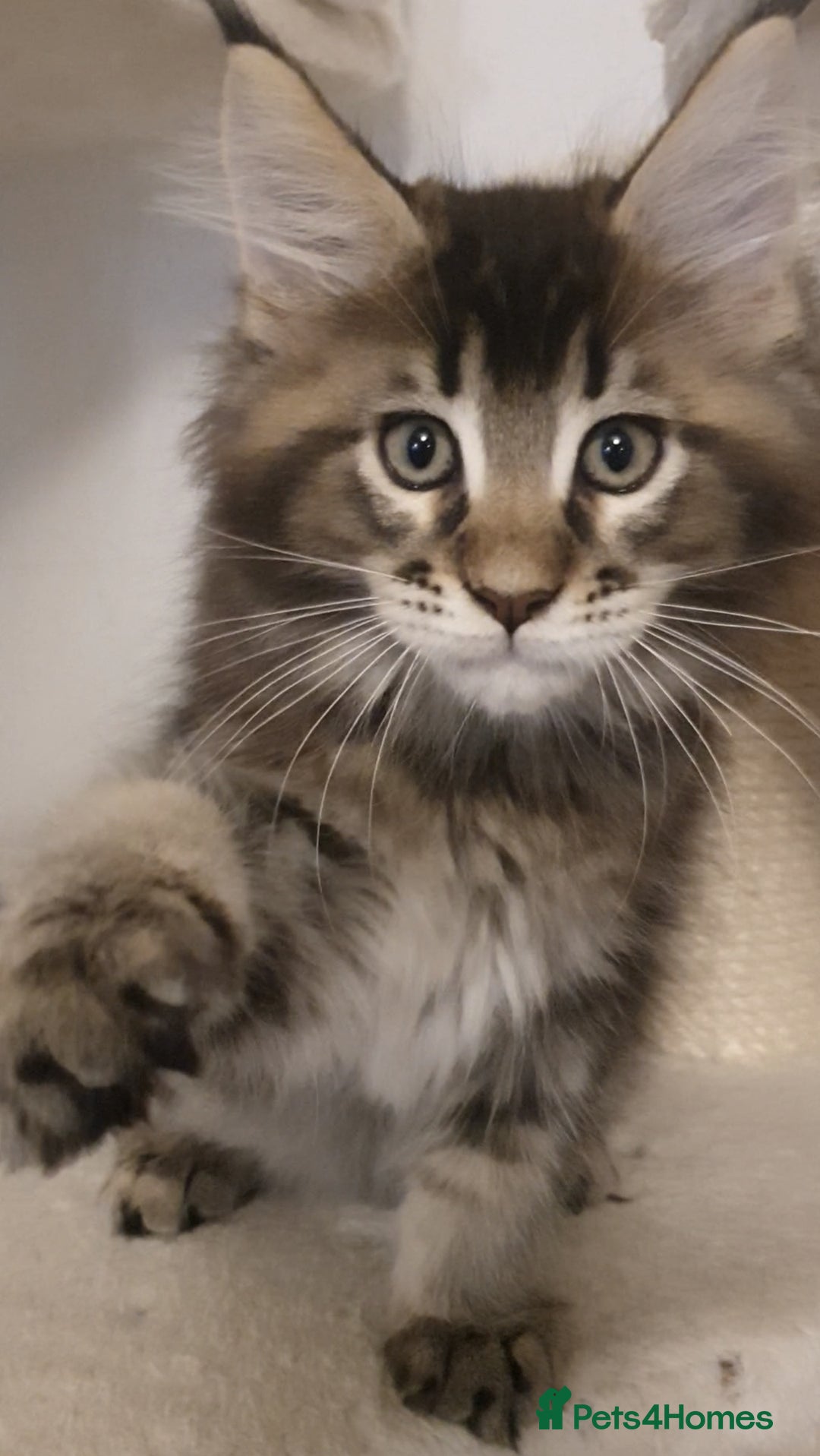 Maine Coon cats for sale: pure maine coon kittens - Image 5