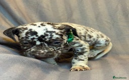 Dalmatian dogs for sale: Ready to Home Dalmatian Puppies  - Image 29