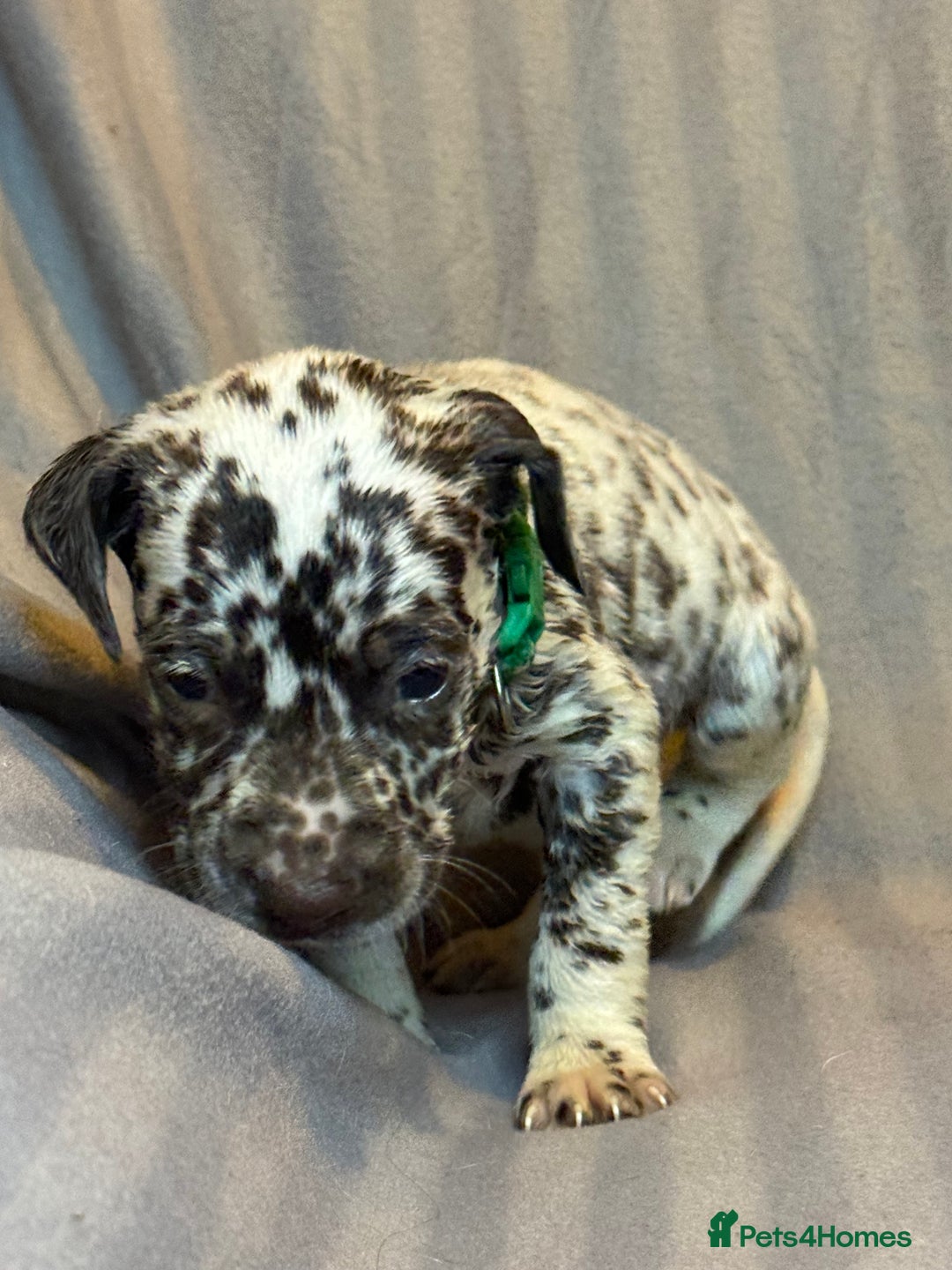 Dalmatian dogs for sale: Ready to Home Dalmatian Puppies  - Image 29