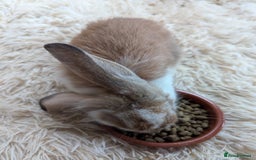 English Lop rabbits for sale: Lop mixed dot baby bunnies - Image 4