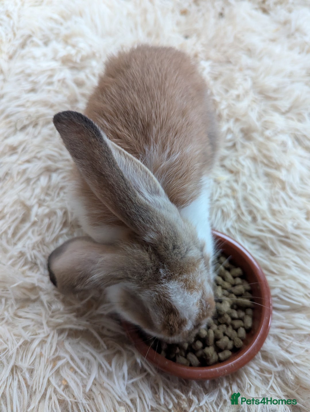 English Lop rabbits for sale: Lop mixed dot baby bunnies - Image 4