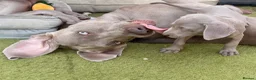 Weimaraner dogs for sale: Beautiful KC reg Weimaraner’s forever homes req - Advert 17