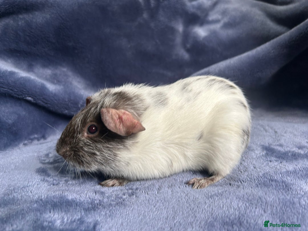 Guinea Pig rodents for sale: Dalmation baby Guinea pigs - Advert 14