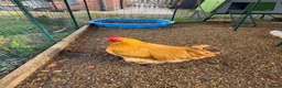 Chickens poultry for sale: 2 Buff Orpington Cockerels - Advert 3