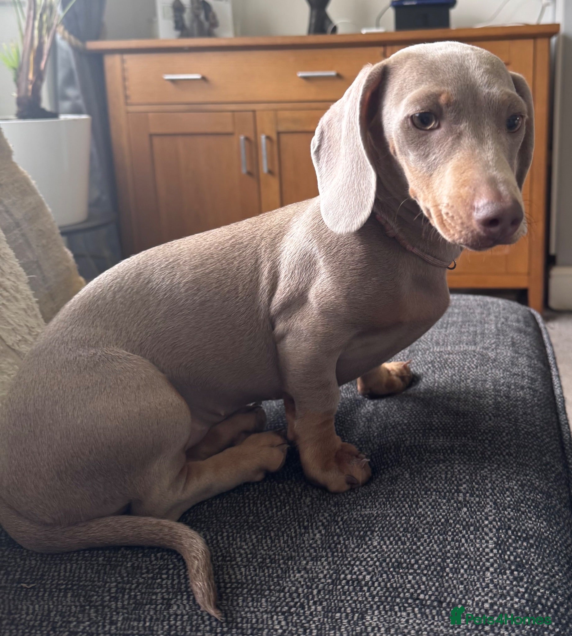 Dachshund dogs 6 months old Pedigree Dachshund Bitch  - Advert 5