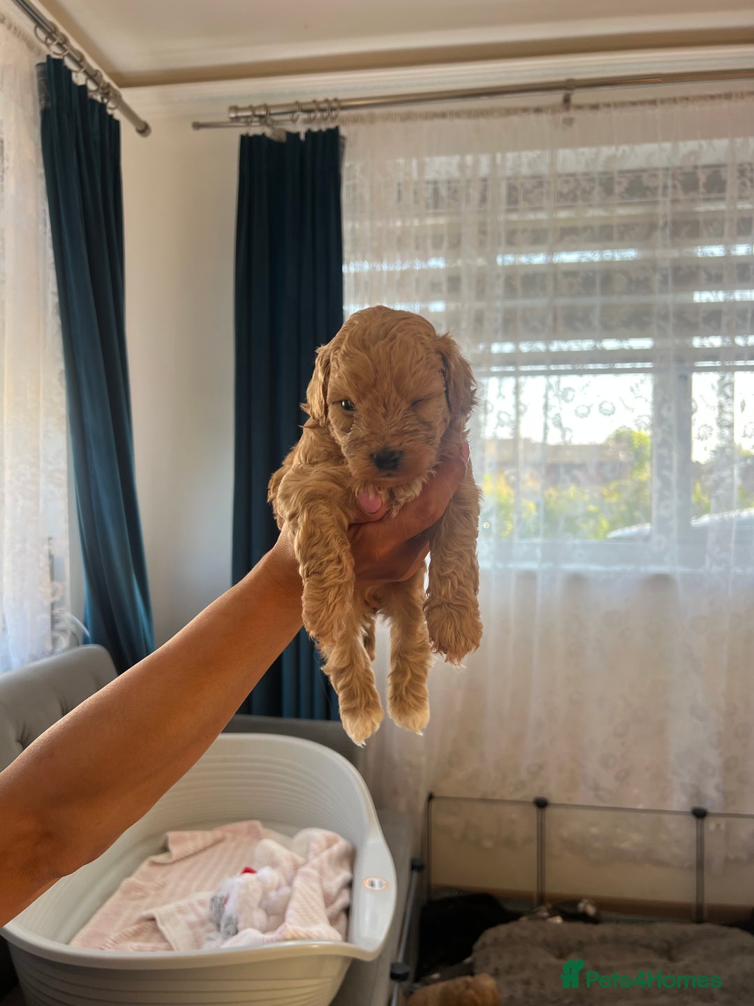 Maltipoo dogs for sale: Gorgeous Maltipoo Puppies - Image 24