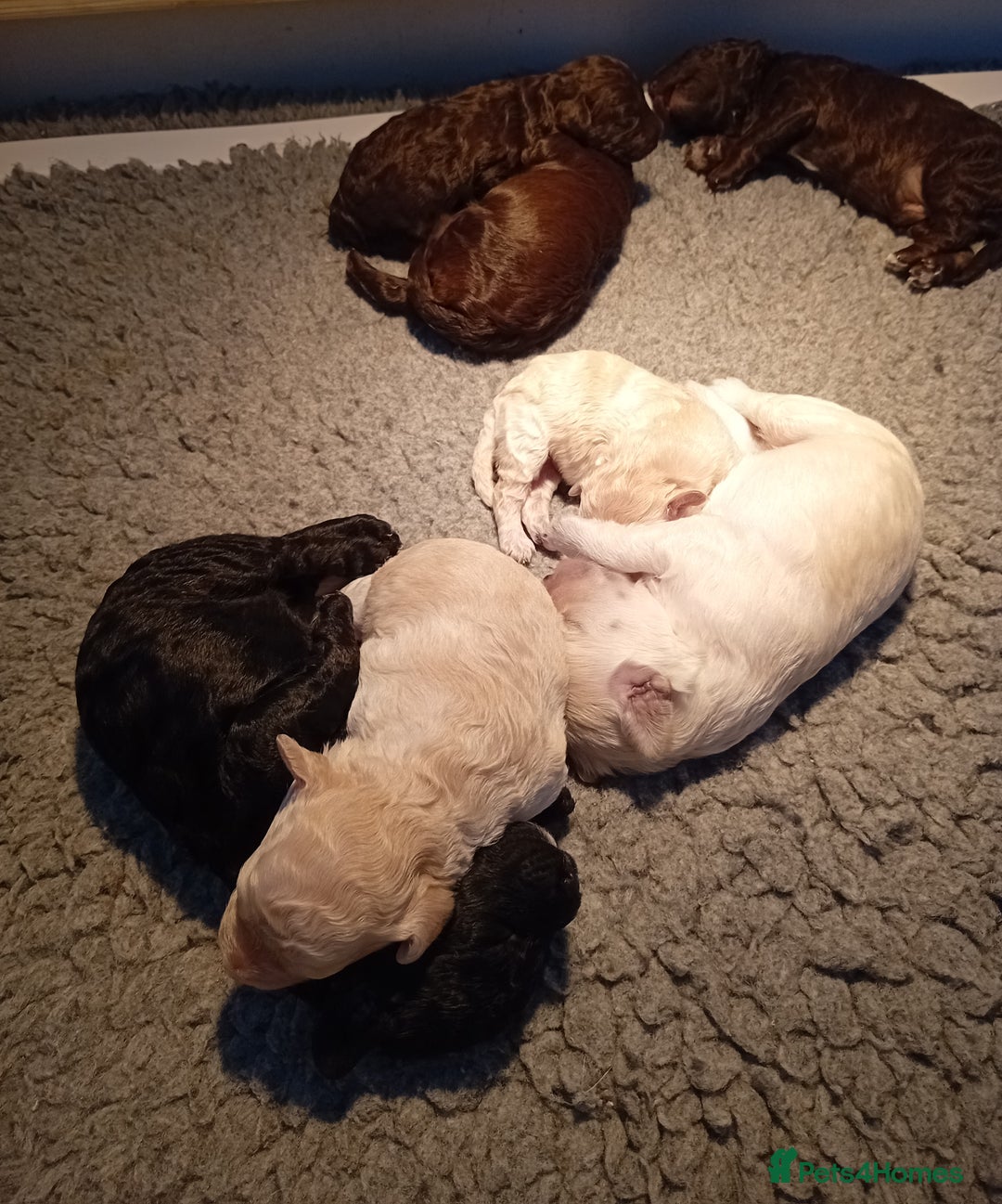Mini Goldendoodle dogs for sale: Gorgeous Miniature Double Doodle puppies  - Advert 9
