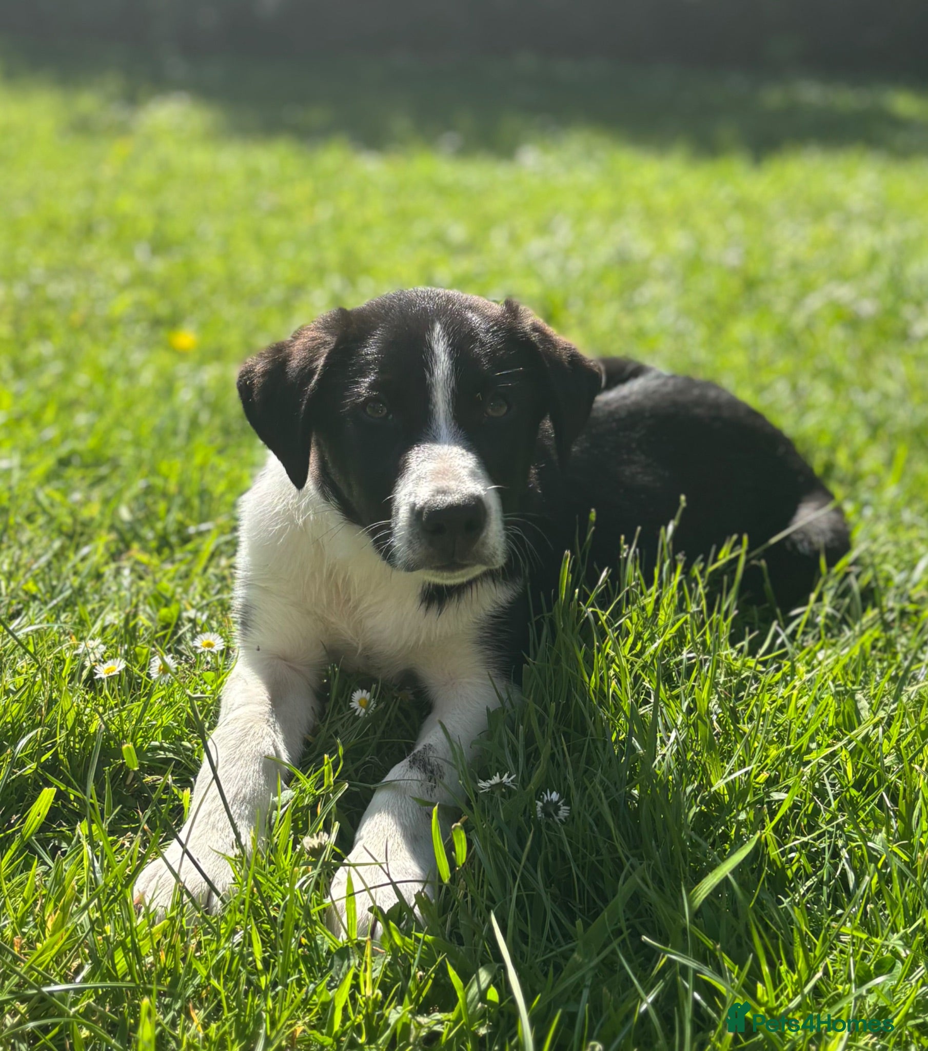 Border Collie dogs Working Border collie puppies  - Advert 2