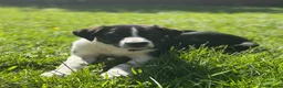 Border Collie dogs for sale: Working Border collie puppies  - Advert 1