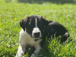 Border Collie dogs Working Border collie puppies - Advert 2