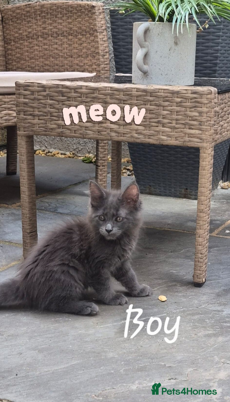 Maine Coon cats 1 stunning blue boy remaining  main pic - Advert 1