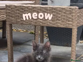 Maine Coon cats 1 stunning blue boy remaining main pic - Advert 2
