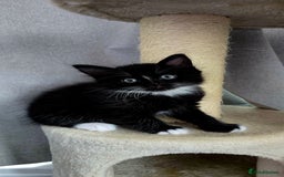 Mixed Breed cats for sale: 2 Adorable boys - Ragdol Mix kittens - Image 15