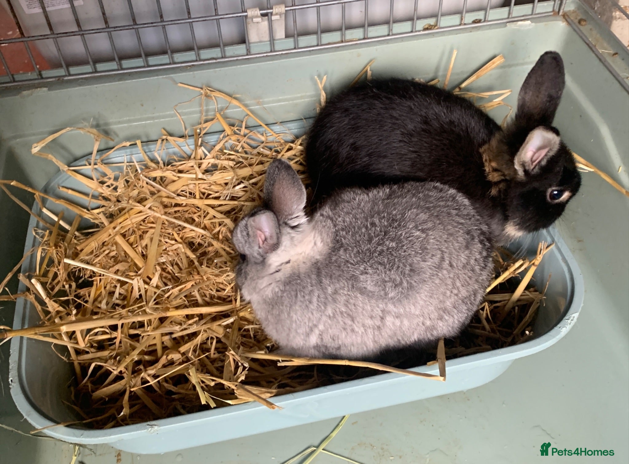 Netherland Dwarf rabbits Gorgeous Netherland Dwarfs - 2 LEFT - Advert 2