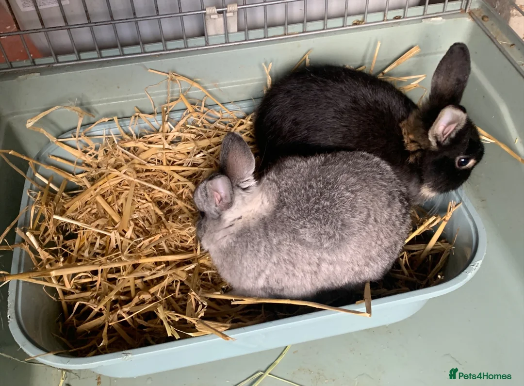 Netherland Dwarf rabbits for sale: Gorgeous Netherland Dwarfs - 2 LEFT in London - Advert 2