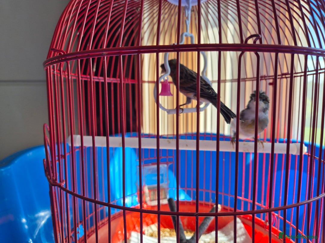 Canaries birds for sale: 2 canaries cage and accessories  - Image 4