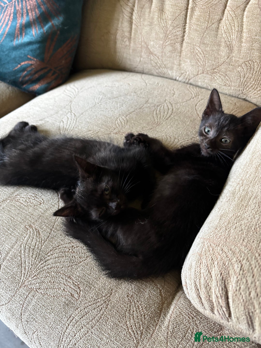 Domestic Shorthair cats for sale: 2 Beautiful Kittens Left!!! - Image 18