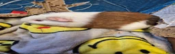 Guinea Pig rodents for sale: Pair of Baby Male Guinea Pigs For Sale  - Advert 3
